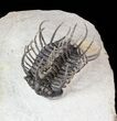 Large, Spiny Koneprusia Trilobite - (Special Price) #63377-8